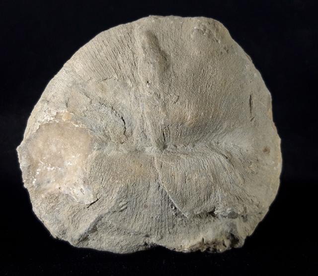 Cyclolites sp. (LAMARCK 1801) - Bild © FossNet FossilienStore